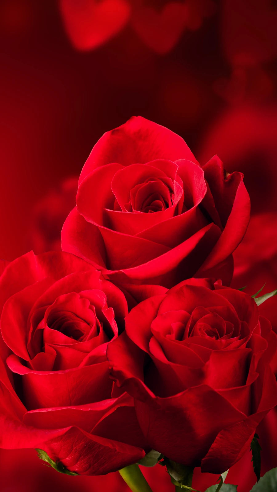 Romantischer Hintergrund mit roten Rosen und Herzmotiven – perfekte Gestaltung für Valentinstag, Liebe, Hochzeit oder besondere Geschenkideen